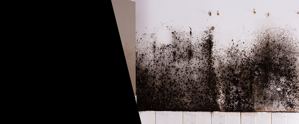 Mold Removal & Remediation